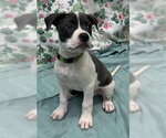Small American Bulldog Mix