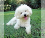 Small Photo #1 Chonzer Puppy For Sale in MORENO VALLEY, CA, USA