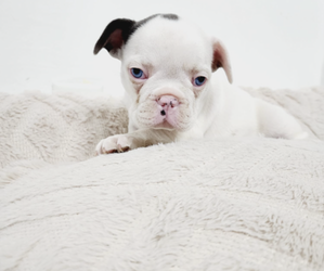 French Bulldog Puppy for sale in ALLENTOWN, PA, USA
