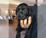 Small Photo #2 Labrador Retriever Puppy For Sale in SUNBURY, OH, USA