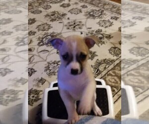 Chipin Puppy for sale in TIPP CITY, OH, USA