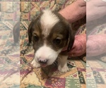 Small Photo #4 Dorgi Puppy For Sale in HURST, IL, USA