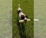 Small Photo #4 German Wirehaired Pointer Puppy For Sale in SAINT CLOUD, FL, USA