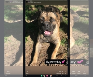 Cane Corso Puppy for sale in MARIPOSA, CA, USA