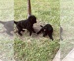 Small #3 Poodle (Standard)
