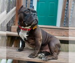 Small #12 Staffordshire Bull Terrier