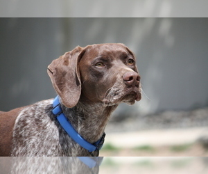 Father of the German Shorthaired Pointer puppies born on 01/31/2024