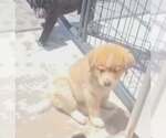 Small #1 Mutt