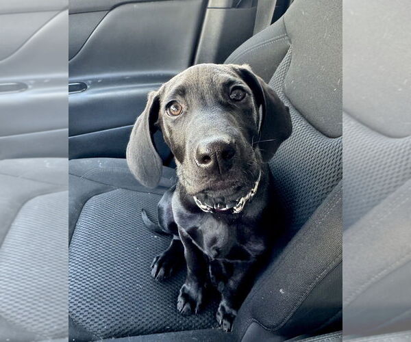 Medium Photo #13 Labrador Retriever-Unknown Mix Puppy For Sale in Brewster, NY, USA