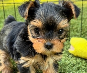 Yorkshire Terrier Puppy for sale in MIAMI, FL, USA