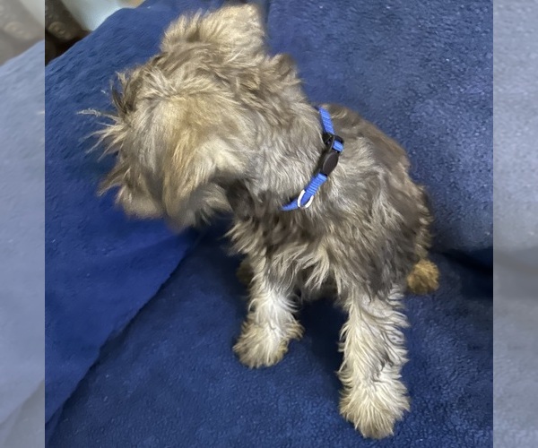 Medium Photo #29 Schnauzer (Miniature) Puppy For Sale in BRIDGETON, NJ, USA