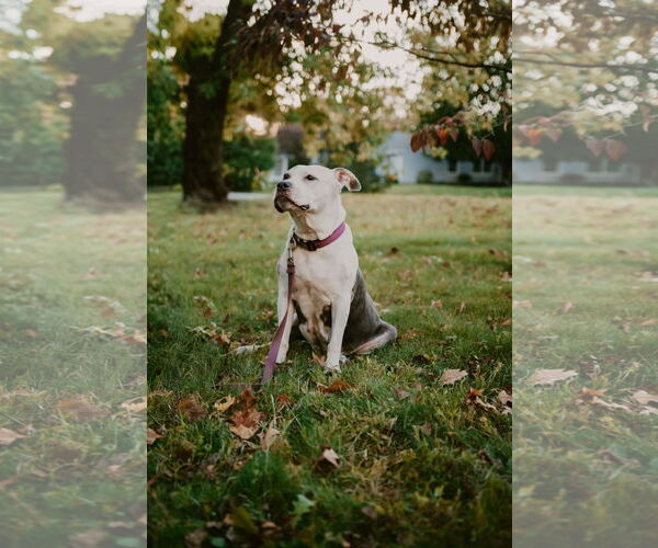 Medium Photo #2 American Pit Bull Terrier Puppy For Sale in Cape May, NJ, USA