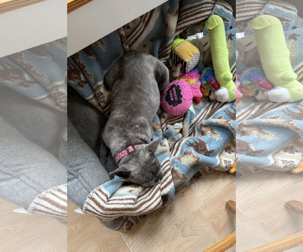 Medium Photo #4 French Bulldog Puppy For Sale in St. Louis Park, MN, USA