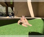 Small Photo #13 French Bulldog Puppy For Sale in PASO ROBLES, CA, USA