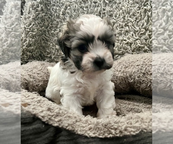 Medium Photo #40 Zuchon Puppy For Sale in RENO, NV, USA