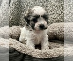 Puppy Chance Zuchon