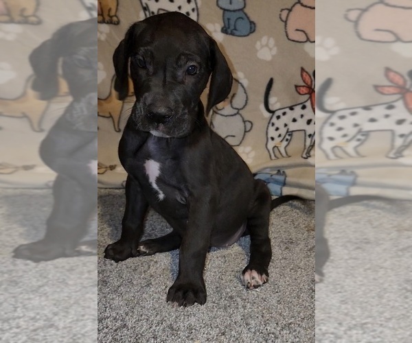 Medium Photo #2 Great Dane Puppy For Sale in DENHAM SPRINGS, LA, USA