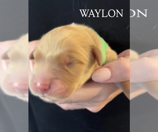 Medium Photo #7 Golden Retriever Puppy For Sale in WAYNESVILLE, GA, USA