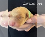 Small #6 Golden Retriever