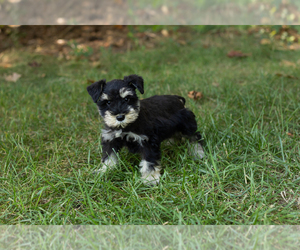 Schnauzer (Miniature) Puppy for sale in NAPPANEE, IN, USA