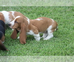 Small Photo #38 Basset Hound Puppy For Sale in MEMPHIS, MO, USA