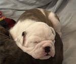 Puppy Hazel bear Olde English Bulldogge
