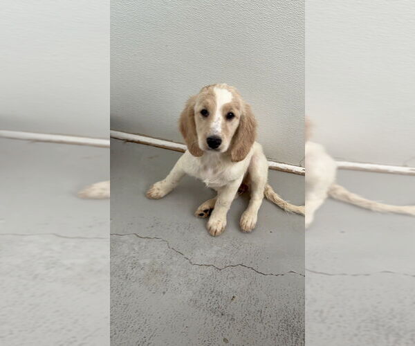 Medium Photo #2 Colonial Cocker Spaniel-Golden Retriever Mix Puppy For Sale in Studio City, CA, USA