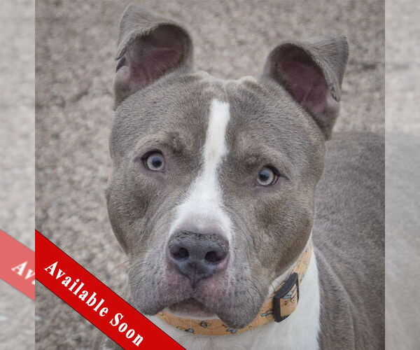 Medium Photo #1 American Staffordshire Terrier Puppy For Sale in Huntley, IL, USA