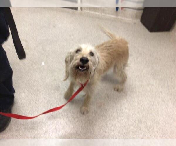 Medium Photo #1 Mutt Puppy For Sale in Riverside, CA, USA