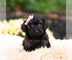 Puppy Ariel Yorkipoo