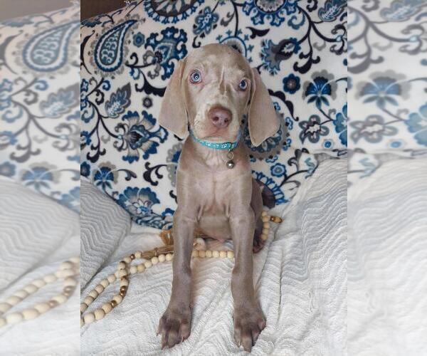 Medium Photo #4 Weimaraner Puppy For Sale in LEWISBURG, KY, USA