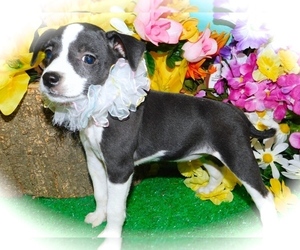 Jack-Rat Terrier Puppy for sale in HAMMOND, IN, USA