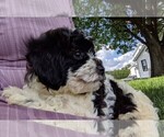 Small Photo #2 ShihPoo Puppy For Sale in FREDERICKSBURG, OH, USA