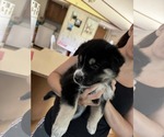 Small #13 Siberian Husky Mix
