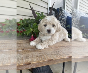 Poochon Puppy for sale in PRINCETON, KY, USA