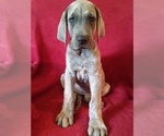 Small Photo #12 Great Dane Puppy For Sale in MURRAY, KY, USA