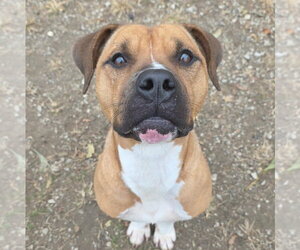 Elton - Male Boxer-Unknown Mix Dog for Adoption - Photo #3