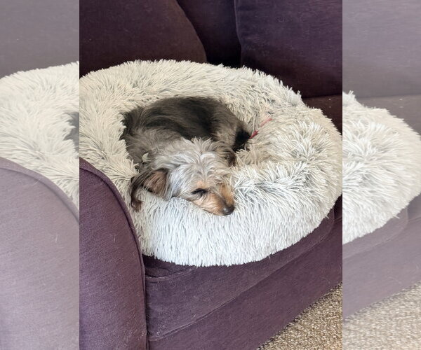 Medium Photo #3 Mutt Puppy For Sale in Rootstown, OH, USA