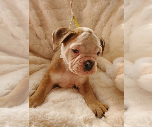 Medium Photo #35 English Bulldog Puppy For Sale in ALBUQUERQUE, NM, USA