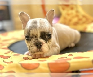 French Bulldog Puppy for sale in CHARLOTTE, NC, USA