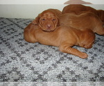 Puppy Puppy 1 Vizsla
