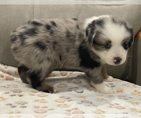 Medium Photo #10 Miniature Australian Shepherd Puppy For Sale in TERRELL, TX, USA