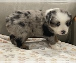 Small #4 Miniature Australian Shepherd