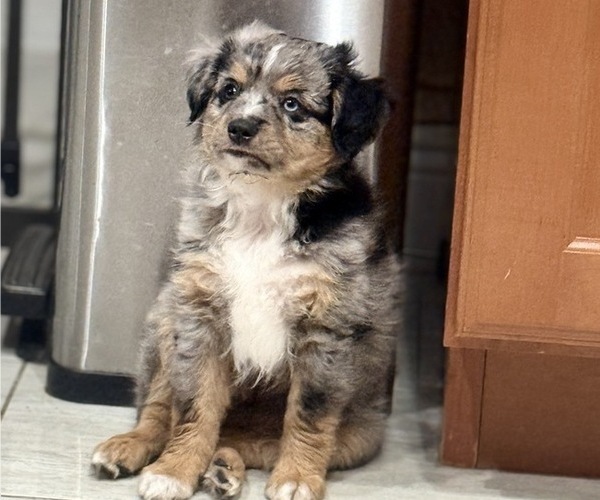 Medium Photo #2 Miniature Australian Shepherd Puppy For Sale in FORT MYERS, FL, USA