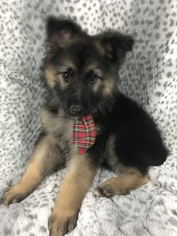 German Shepherd Dog Puppy for sale in CONCORD, NC, USA