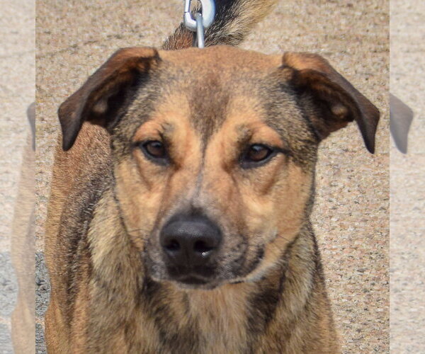 Medium Photo #1 Black Mouth Cur-German Shepherd Dog Mix Puppy For Sale in Huntley, IL, USA