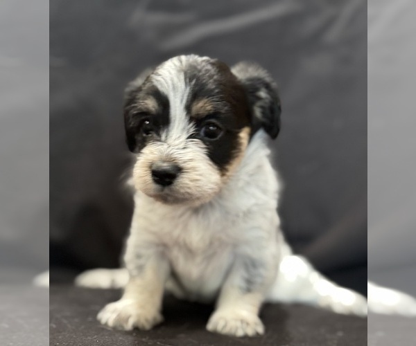 Medium Photo #3 Pembroke Welsh Corgi-Poodle (Miniature) Mix Puppy For Sale in LONGMONT, CO, USA