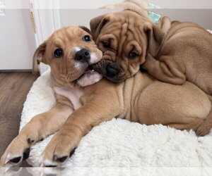 Lizzie - Female Bulldog-Unknown Mix Dog for Adoption - Photo #3