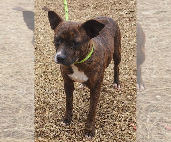 Medium Photo #1 Mutt Puppy For Sale in Wetumpka, AL, USA