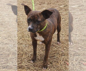 Mutt Dogs for adoption in Wetumpka, AL, USA